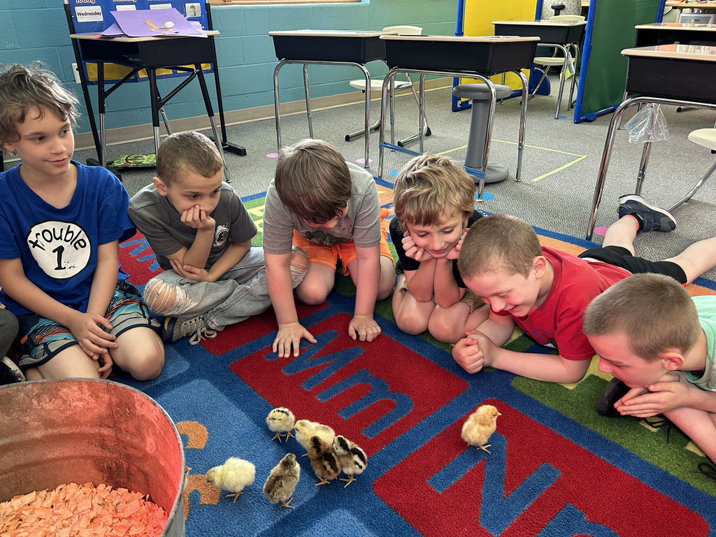 Students with baby chicks