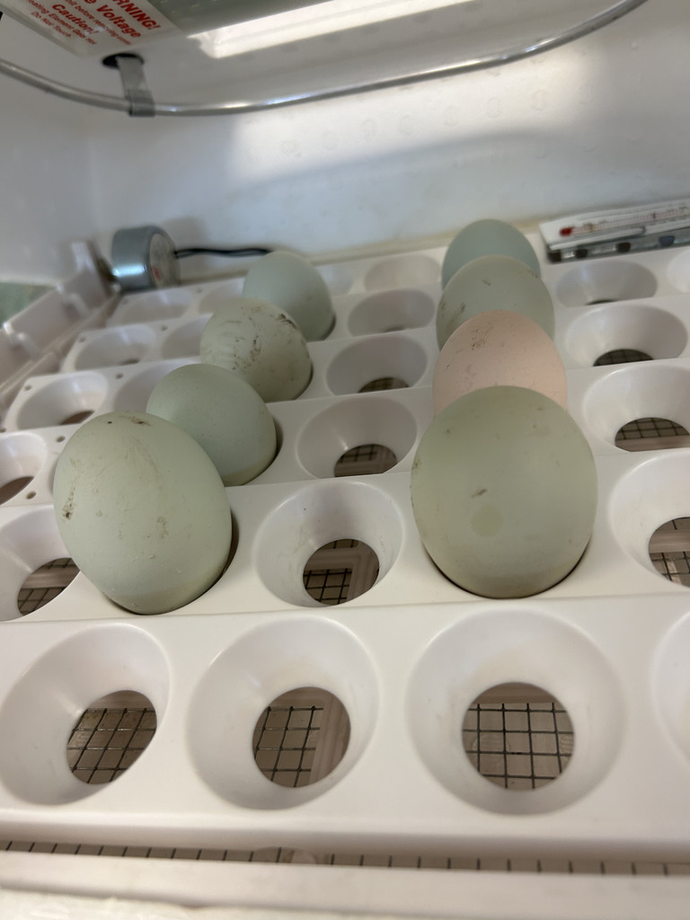 incubated eggs
