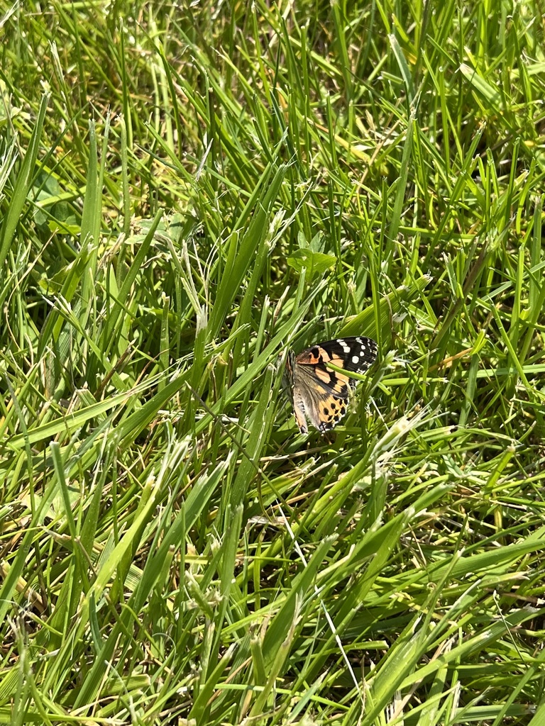 butterfly in the grass